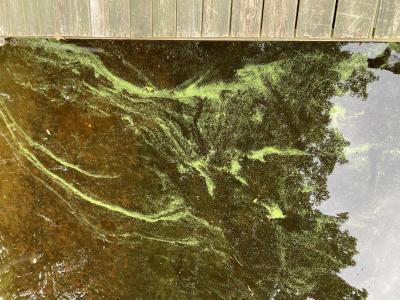 Cyanobacteria image - Mascoma Lake