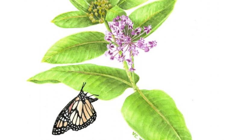 Cover Illustration - Milkweed & Monarch Butterfly (Artwork by Joan Thomson, Freelance Illustrator, Canaan NH)