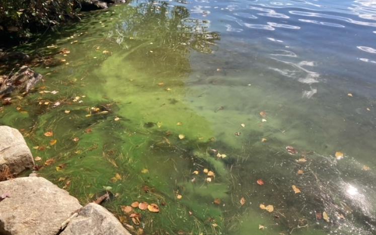 cyanobacteria at shoreline of Crystal Lake